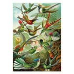 KS - Puzzle 1500 pcs - Hummingbirds